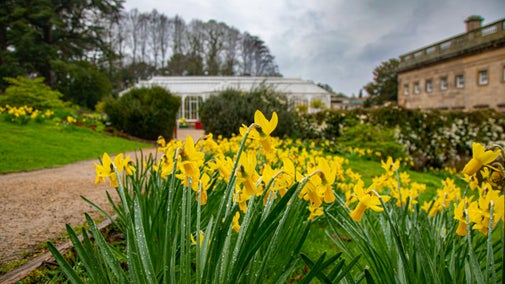 A display of daffodils near the Victorian Conservatory